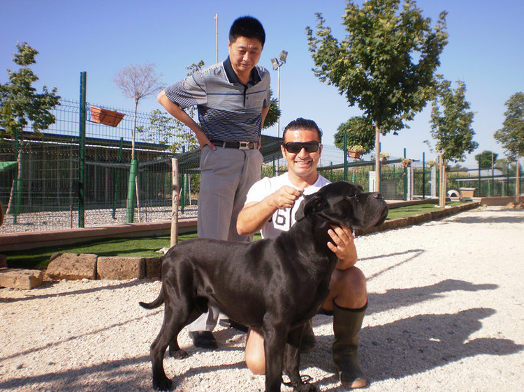 卡斯罗致命的弱点,卡斯罗犬十个不养理由