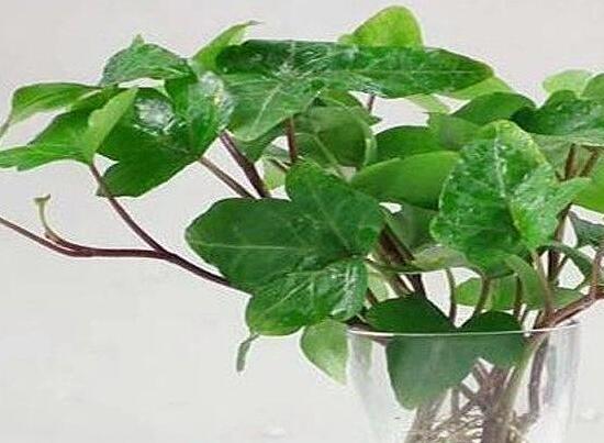 如何养出好看的水培植物,植物椰子水培怎么养护视频