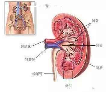 哪些胃药对肾脏没有伤害,盲目吃药后果很严重