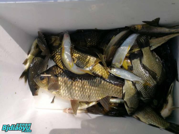 钓鱼也要讲究生活必须惬意,钓鱼需要保持哪些心态