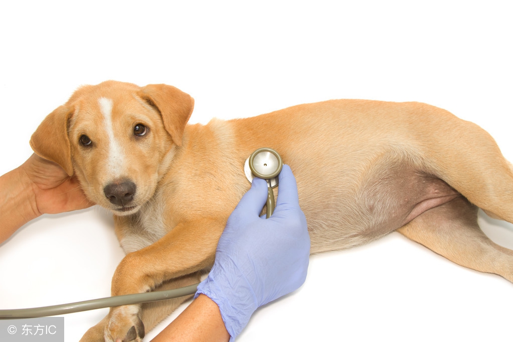 贵宾犬要咬人的征兆,贵宾犬有点动静就叫怎么办