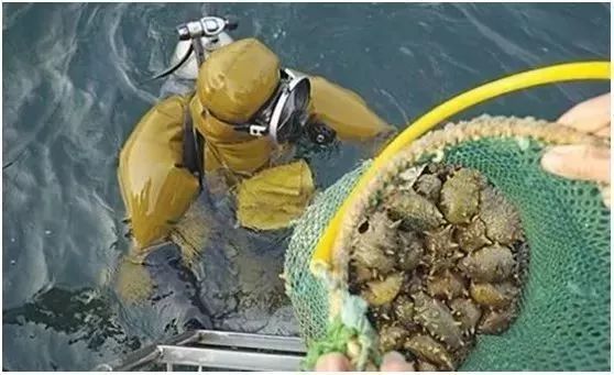 海参你必须知道的那些事,海参市场内幕视频