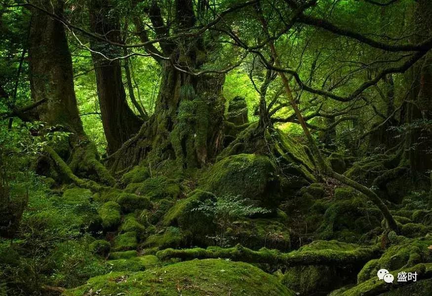 除了劳力士绿水鬼还有哪些潜水表,除了绿水鬼还有哪些表值得买