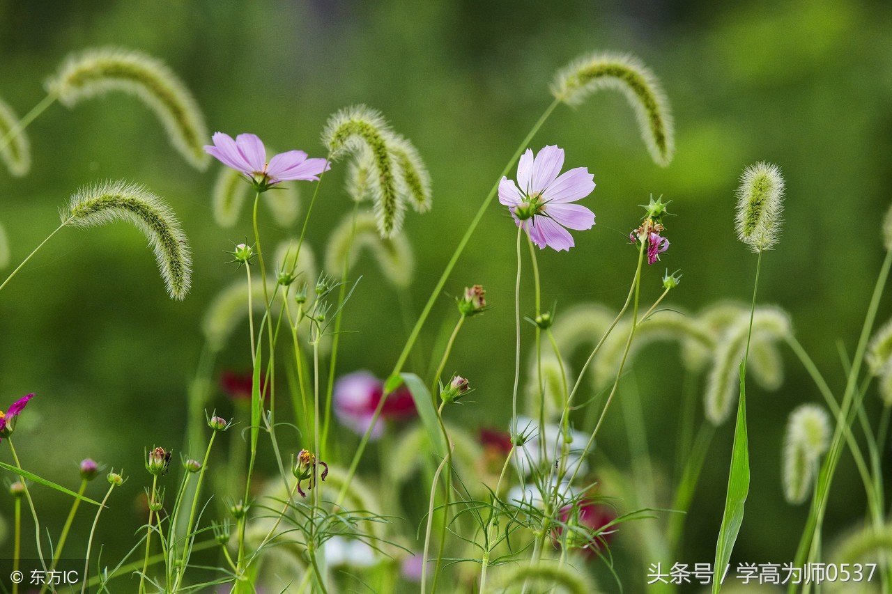 部编版二年级语文上册课内阅读专项练习暑假复习专用