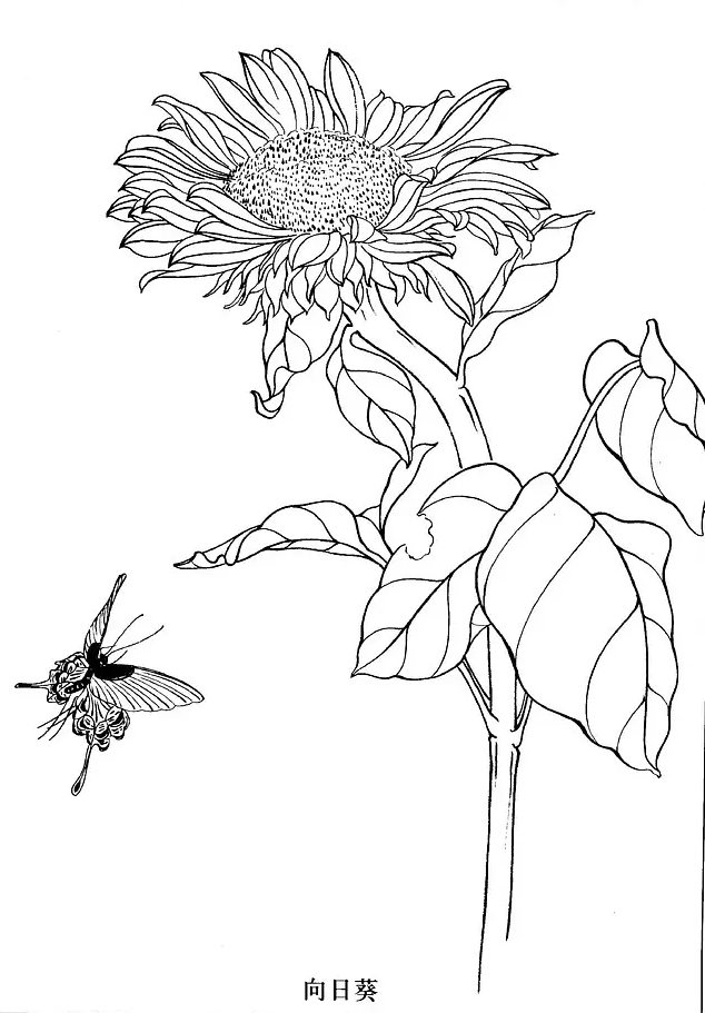 国画工笔白描花卉线稿桃花教程,工笔白描花卉牡丹与上色图