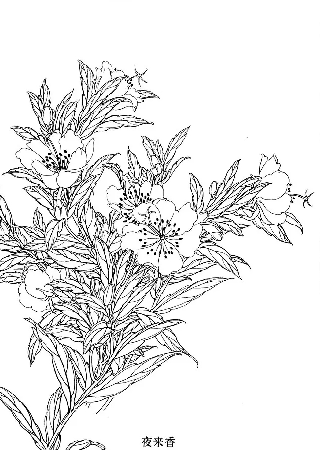 国画工笔白描花卉线稿桃花教程,工笔白描花卉牡丹与上色图