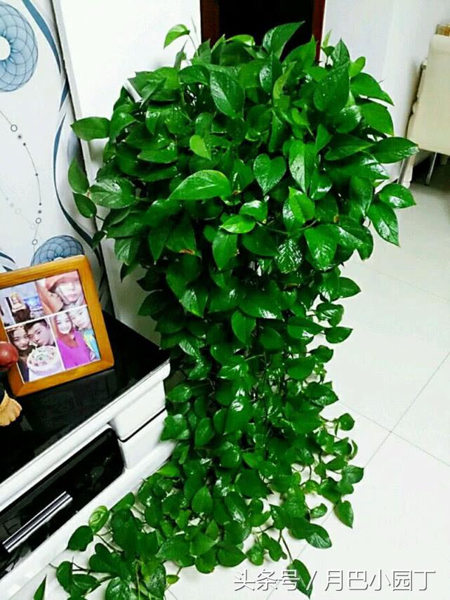绿萝水养怎么越养越绿越养越茂盛,日常水养绿萝怎么养才能长得茂盛