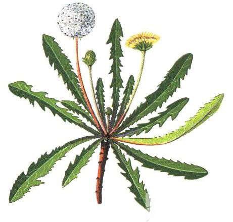 精油治病是什么原理,现在的精油真的能治病吗