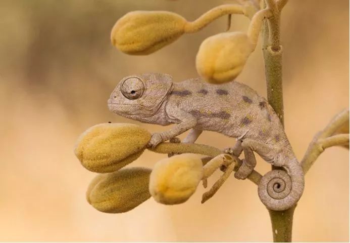 美到极致的自然风光摄影师大赛,自然之美第7集