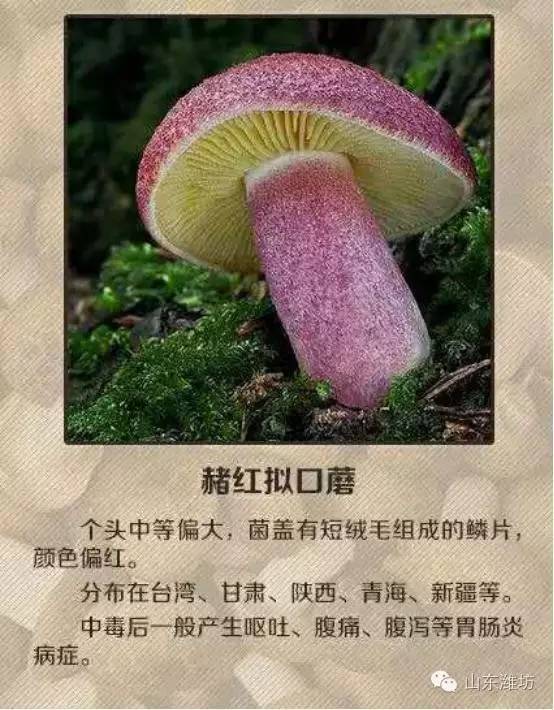 误食毒蘑菇的急救措施英文,误食毒蘑菇如何自救的视频