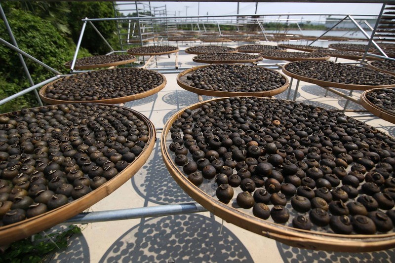 揭秘小青柑茶叶内幕,行业内幕大揭秘青柑普洱