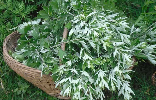 宫寒泡水食材,宫寒这几种食物要常吃暖宫排毒