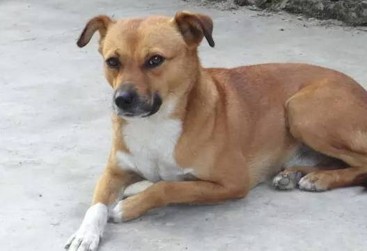 最忠诚又可爱的狗狗十大排名,全球十大最忠诚的狗狗排名