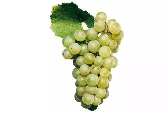 2007年的霞多丽白葡萄酒还能喝吗,霞多丽白葡萄酒chardonnay