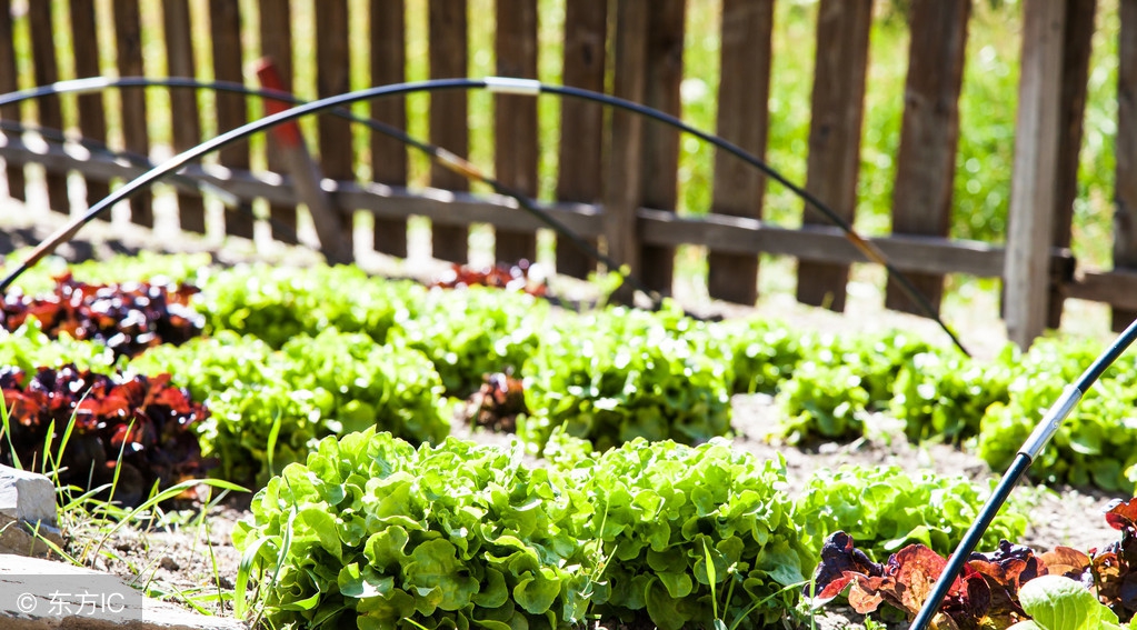 家庭庭院种菜自制肥料,农村自制种菜用土配方