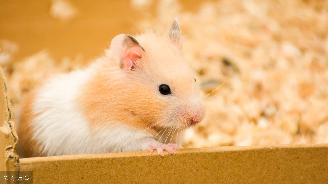 养仓鼠需要注意的事项,新手养仓鼠需要注意什么