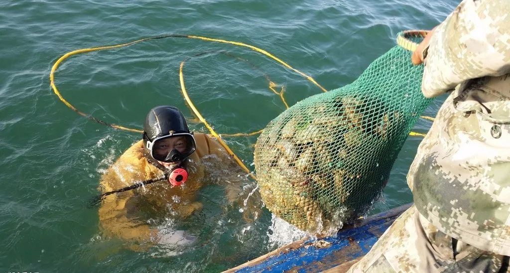 想要有滋补作用的海参要掌握三点,滋补身体用哪种海参比较好