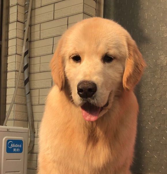 在网上买的金毛靠谱吗,从网上花2000多买的金毛