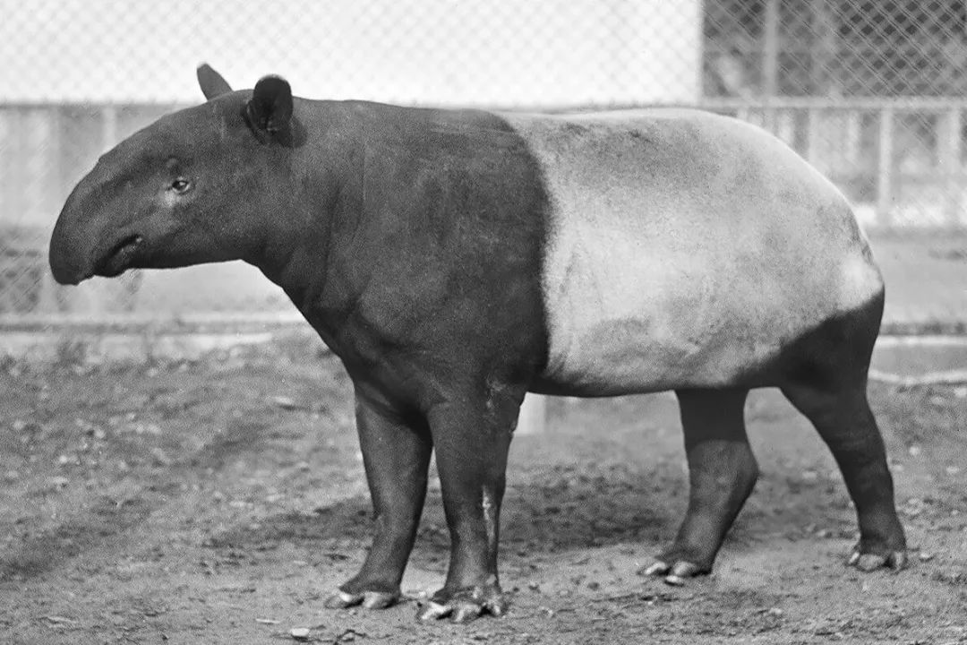动物能感知人类心情吗,动物能感到开心吗