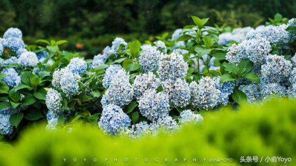 夏天济州岛旅游攻略,夏游济州岛
