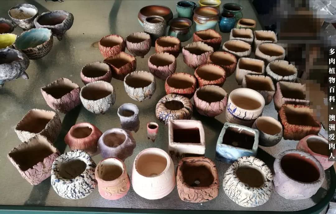 最耐晒的八款多肉,暖阳下的多肉美的不得了