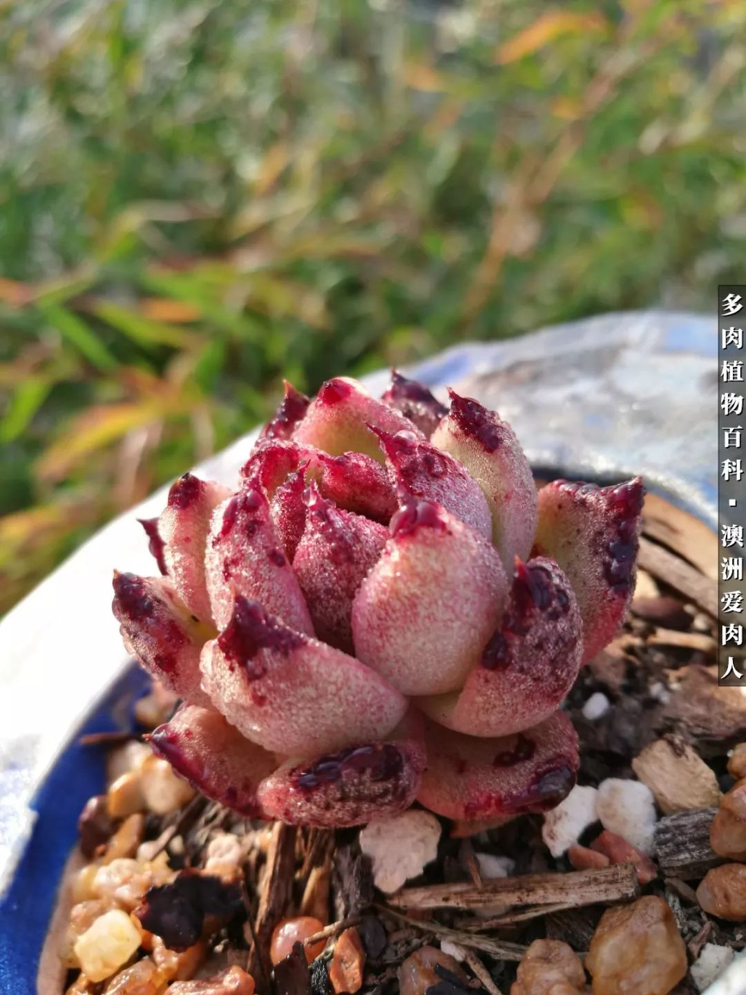 最耐晒的八款多肉,暖阳下的多肉美的不得了