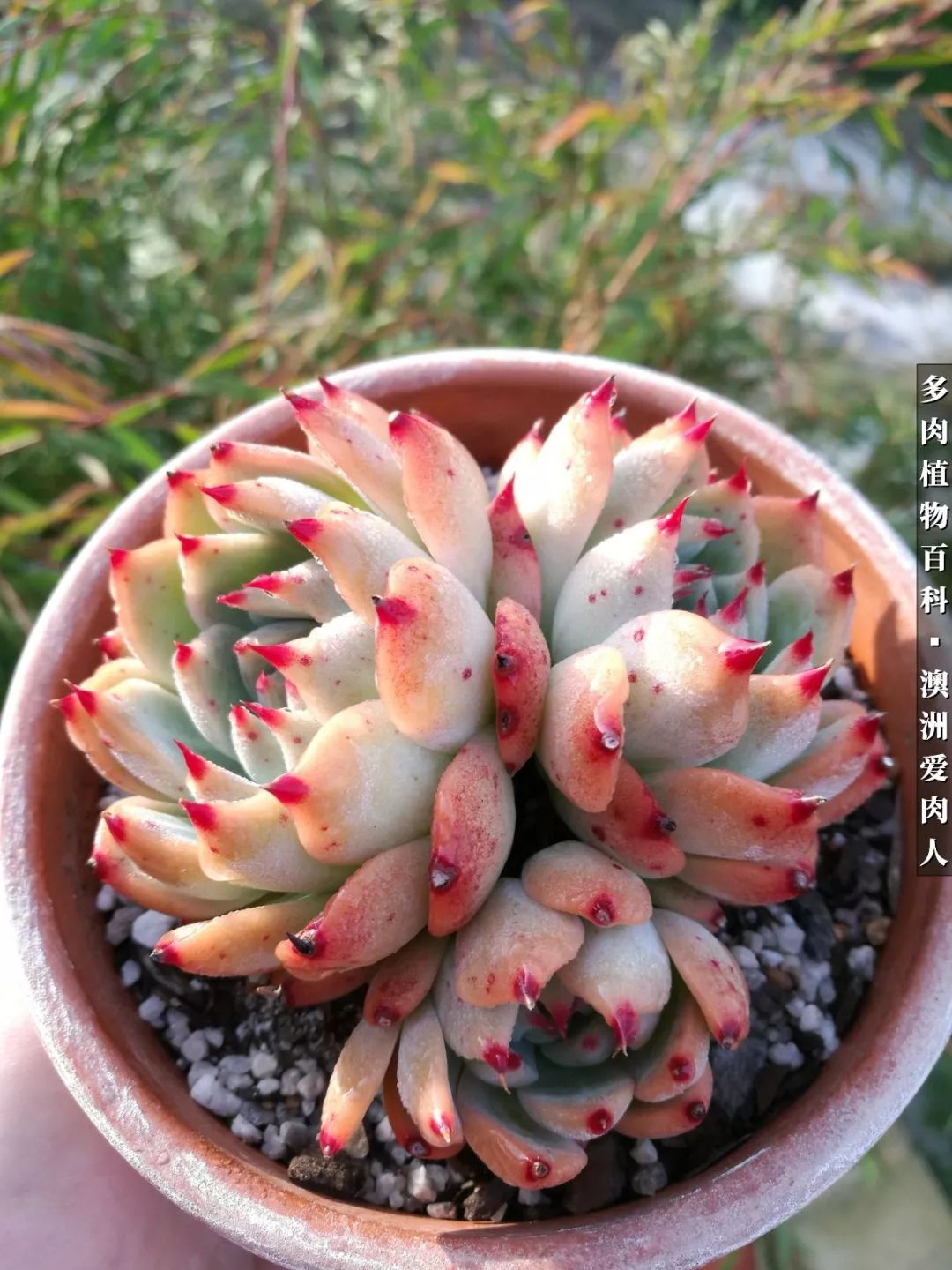 最耐晒的八款多肉,暖阳下的多肉美的不得了