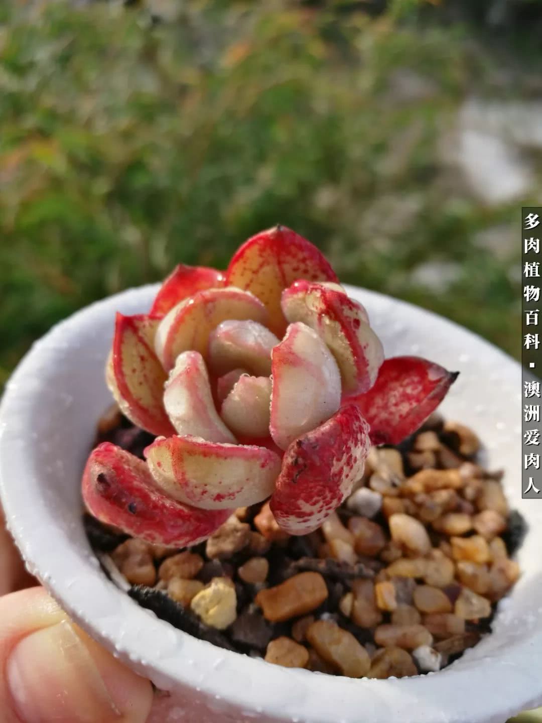 最耐晒的八款多肉,暖阳下的多肉美的不得了