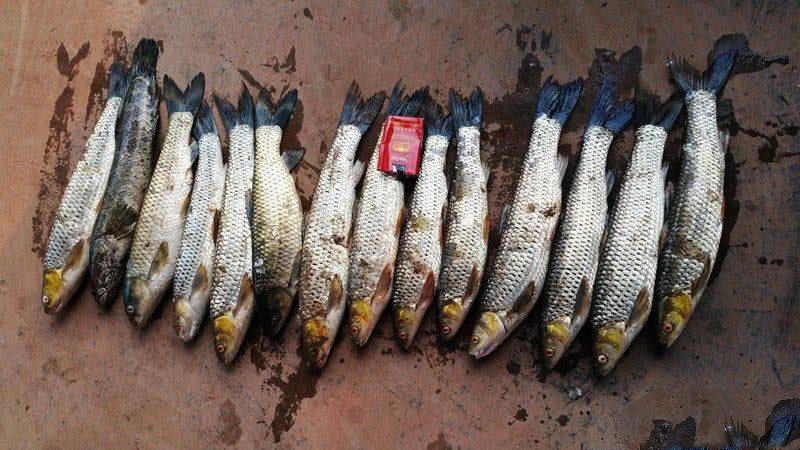 槌￠奔鍜岃崏楸煎摢涓姏姘斿ぇ,鑽夐奔璺熼场楸煎摢涓姏姘斿ぇ