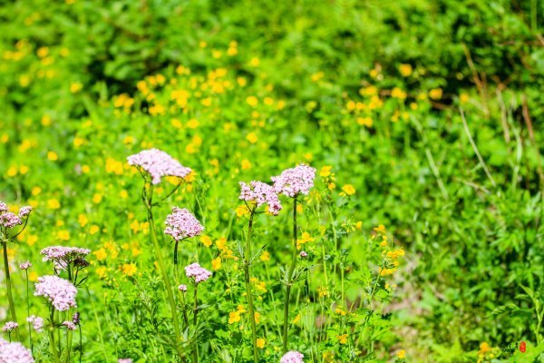 抚顺深度游攻略游记,抚顺旅游攻略自由行