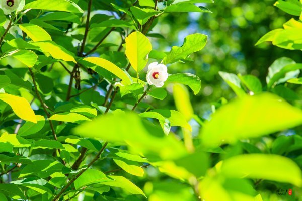 涓囧瓧鏀荤暐,涓囧瓧瑙ｆ瀽鏀荤暐