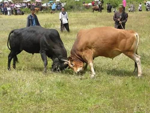 云南的火把节真热闹,云南最热闹的火把节