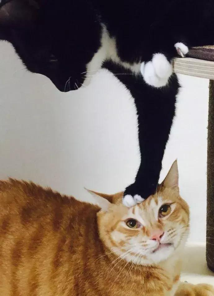 公猫总追着咬母猫怎么回事,家里的公猫为什么追着母猫打