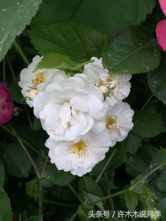 别再被骗了，木木教你如何区分月季、玫瑰、蔷薇