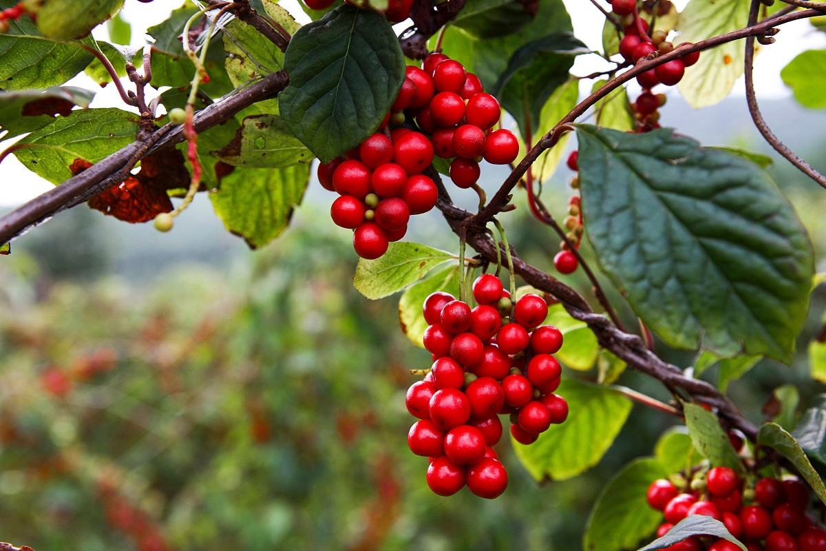 肝炎不治就会变肝癌吗,肝炎不治好会成癌吗