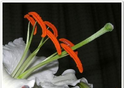 盘点各国的国花是什么,世界各国的国花你都认识吗