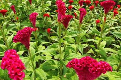 《中药学》简化笔记6——止血药、活血祛瘀药