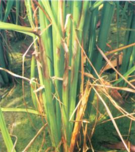 水稻纹枯病发病症状及防治方法,水稻纹枯病的症状