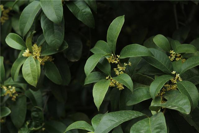 怎样辨别桂花是不是金桂,如何辨别桂花的种类