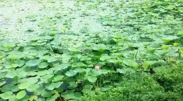 去沈阳哪里看荷花好玩一点,沈阳荷花旅游文化节时间