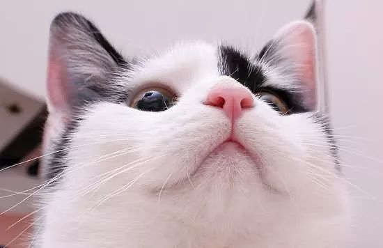 猫怎么看公母,猫咪健康百科