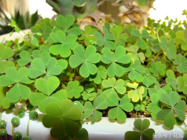 三叶草铺面效果,三叶草的副作用是什么