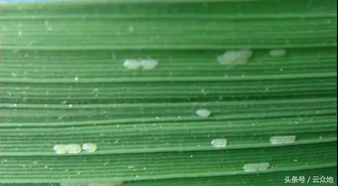 稻纵卷叶螟如何测蛾量,稻纵卷叶螟蛾子防治指标