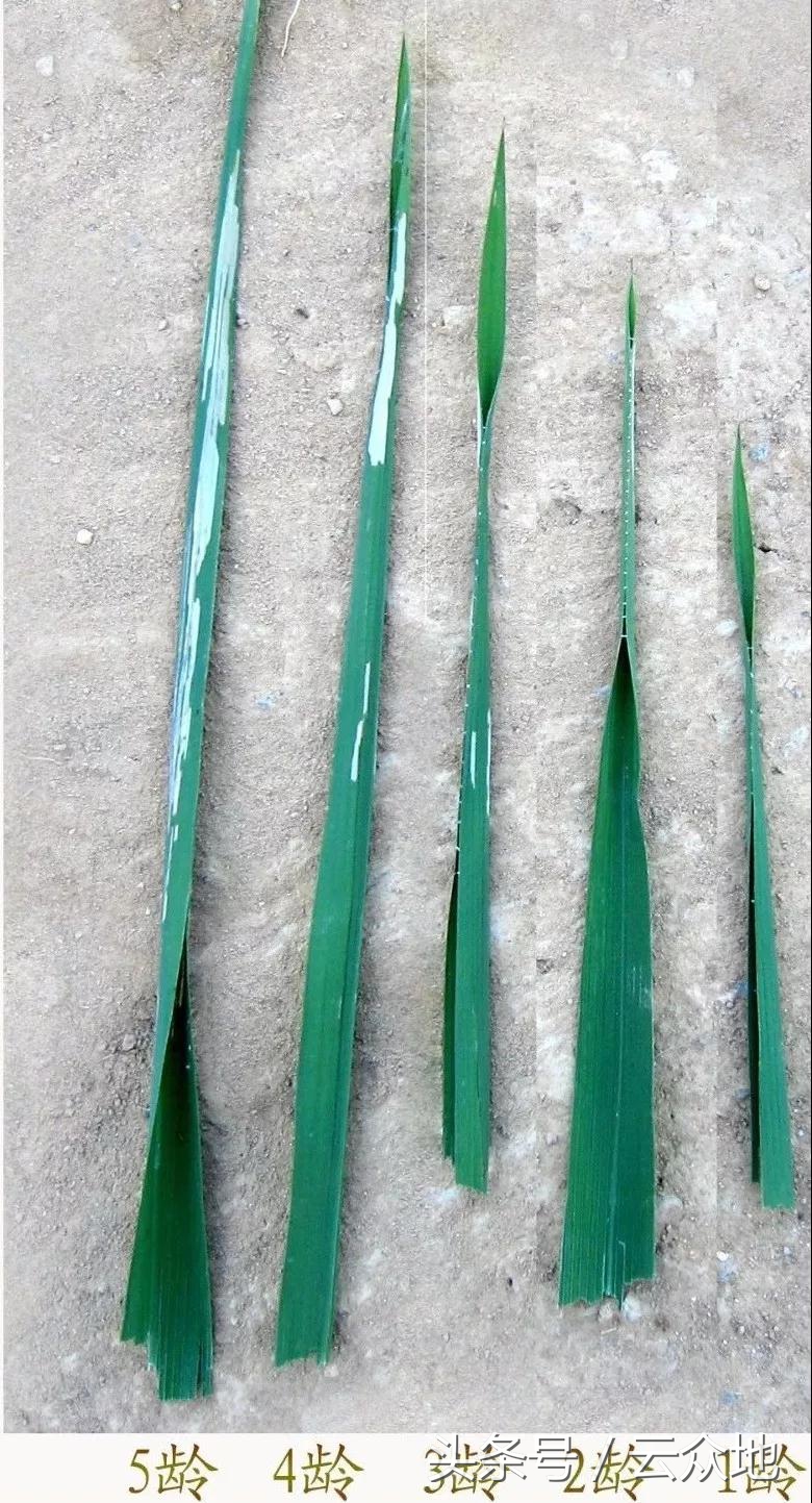 稻纵卷叶螟如何测蛾量,稻纵卷叶螟蛾子防治指标