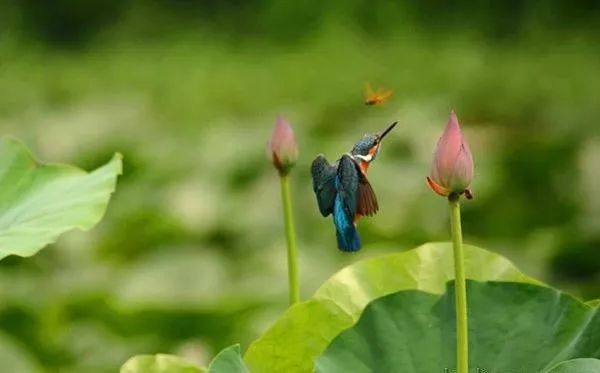 描写蜻蜓飞舞的优美诗句,描写蝴蝶蜻蜓飞舞的夏日诗句