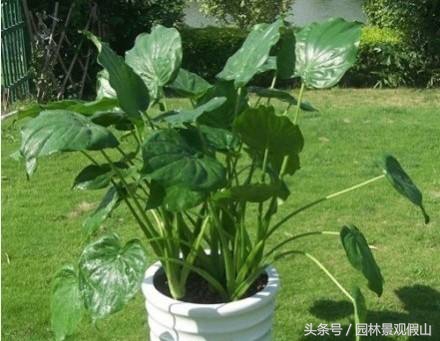 多肉滴水观音养殖方法,滴水观音盆景养殖方法