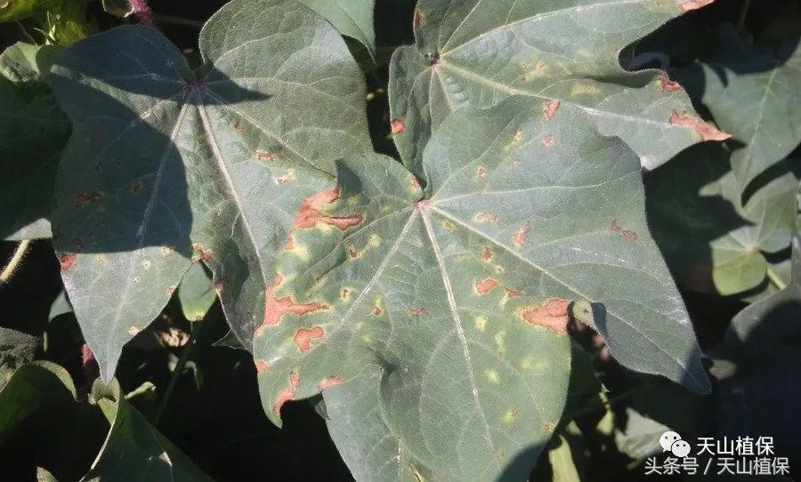棉花枯黄萎病最新最详细防治方法,棉花黄萎病防治方案