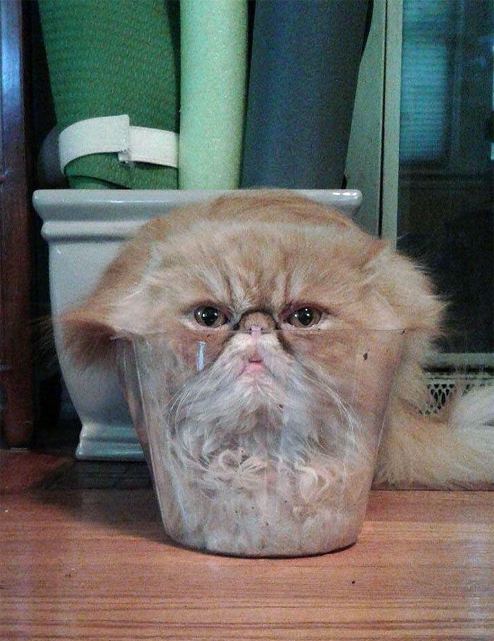 法国研究者证明猫是液体荣获诺贝尔物理学奖