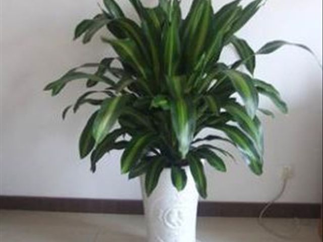 青叶也门铁叶子尖发黄是怎么回事,也门铁冻了叶子发黄怎么解决