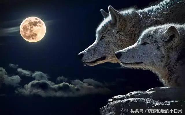 地球曾经存在过最大食肉动物,地球上最强大的单体动物